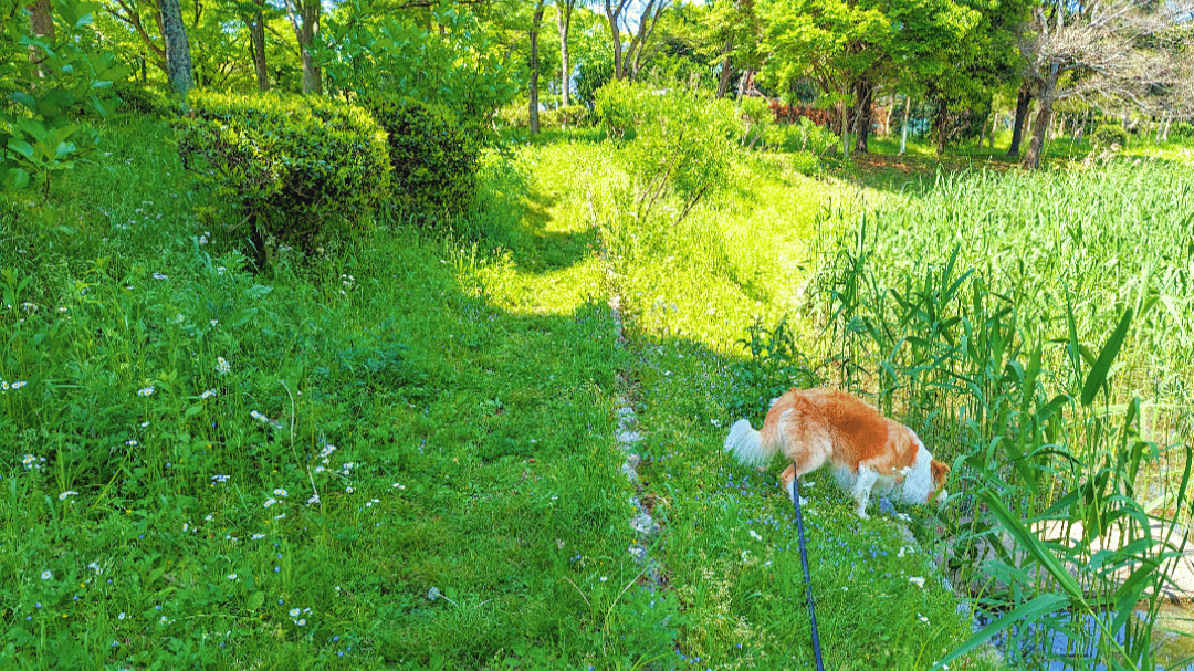犬の行動を観察する
